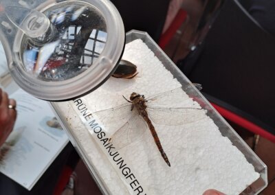 Eine Person hält eine aufgespießte Libelle mit der Aufschrift RUHE MOSAIKJUNGFER WEIBLICH unter einem Vergrößerungsglas, während im Hintergrund Menschen sitzen.